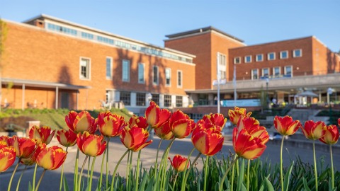 Orange tulips in front of a brick building